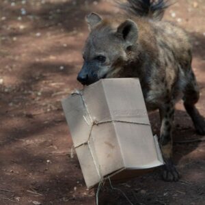 A hyena carrying a cardboard box of enrichment in its mouth