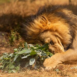 A lion blissfully nuzzling a bunch of tied herbs
