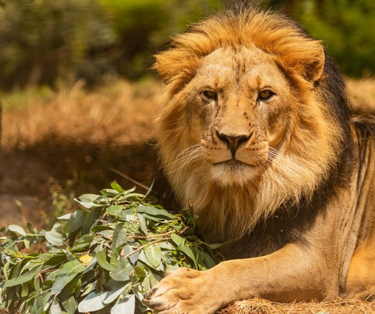 A lion lying on the ground with a natural background. In between his front paws he is gripping a large bundle of herbs and leaves
