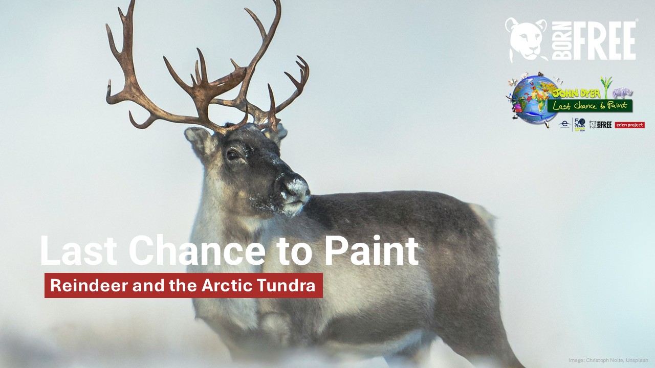 A photo of a reindeer with the Lat Chance to Paint logo overlaid