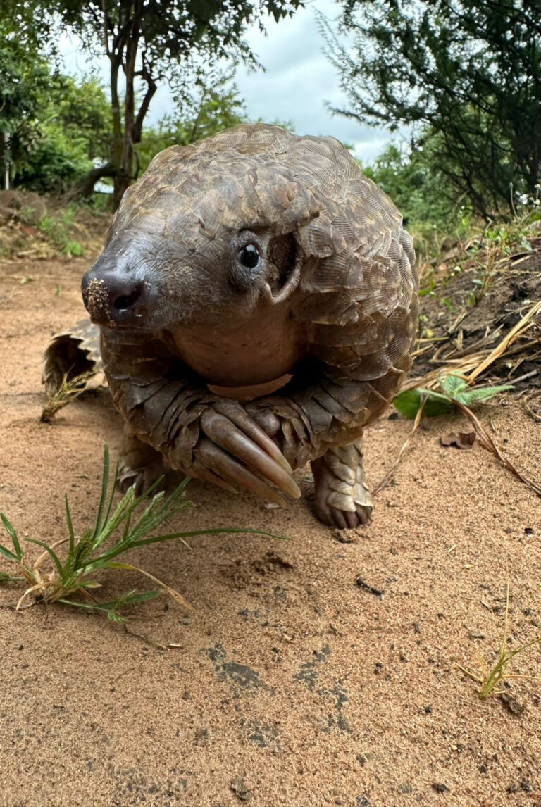 See some of the animals cared for at Lilongwe Wildlife Centre