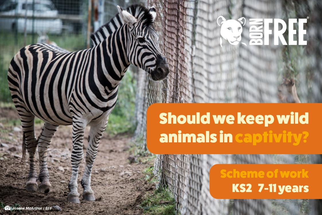 A photo of a zebra with Born Free logo and tex reading Shold we keep animals in captivity? Scheme of Work KS2