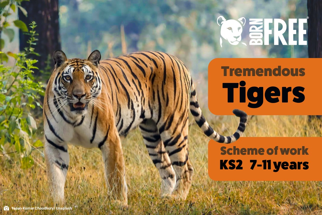 A photo of a tiger with Born Free logo and text saying Tremendous Tigers Scheme of Work KS2
