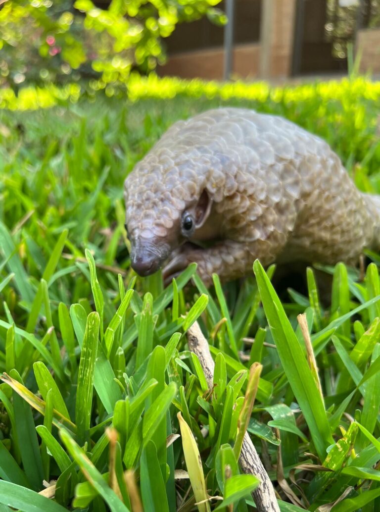 See some of the animals cared for at Lilongwe Wildlife Centre