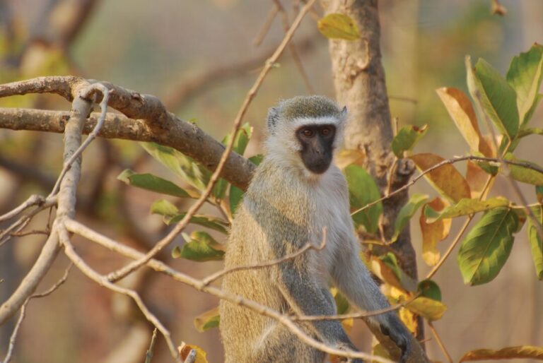 See some of the animals cared for at Lilongwe Wildlife Centre