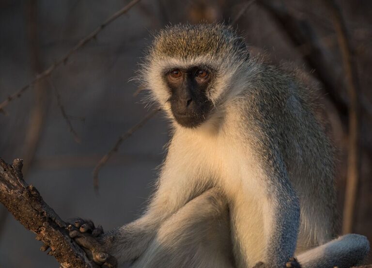 See some of the animals cared for at Lilongwe Wildlife Centre