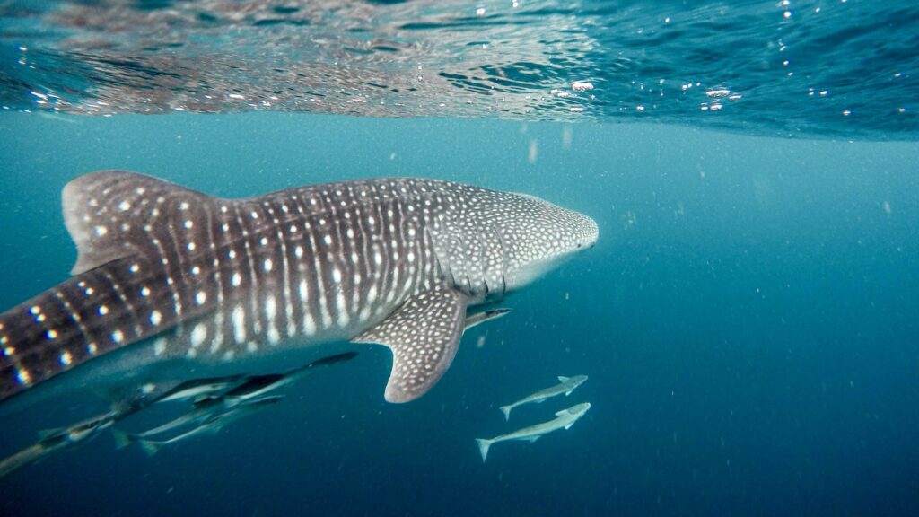 An underwater shot of a whale shark swimming with some small fish