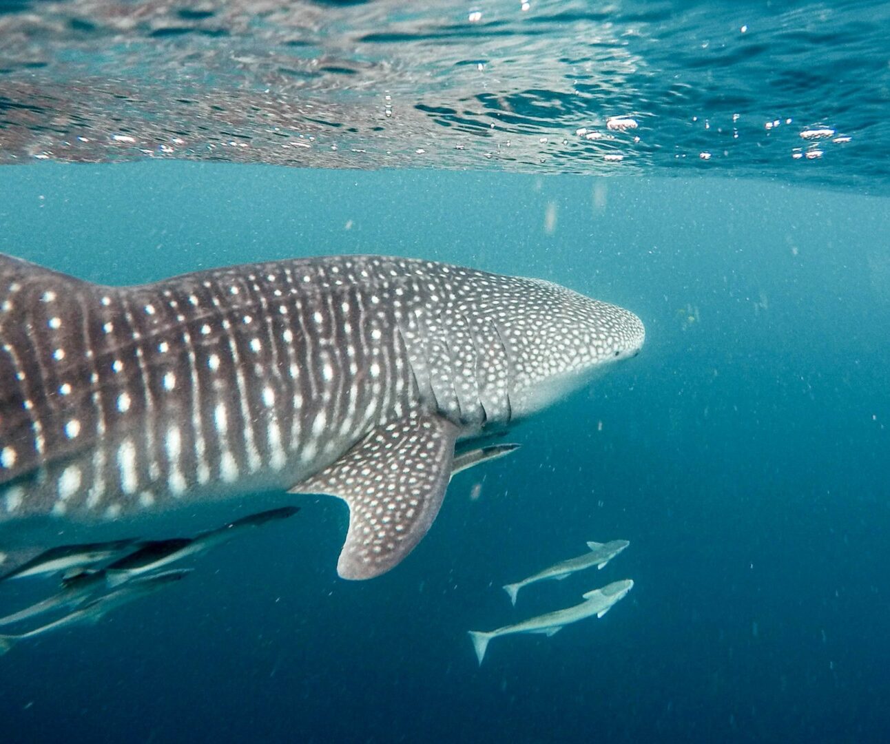 An underwater shot of a whale shark swimming with some small fish
