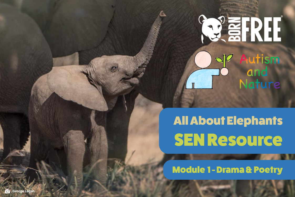 A graphic showing a photo of a baby elephant with text overlaid: All About Elephants - SEN Resources Module 1: Drama & Poetry