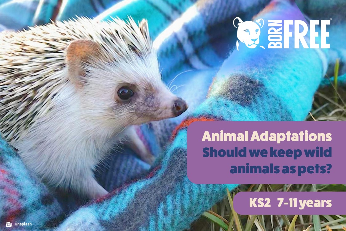 A photo of a hedgehog with Born Free logo and text with the title Animal Adaptations