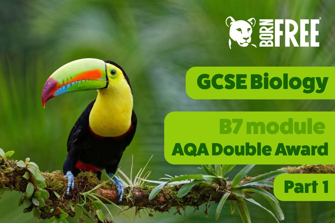 A slide showing a toucan with text overlaid: GCSE Biology. B7 Module. AQA Double Award PART 1