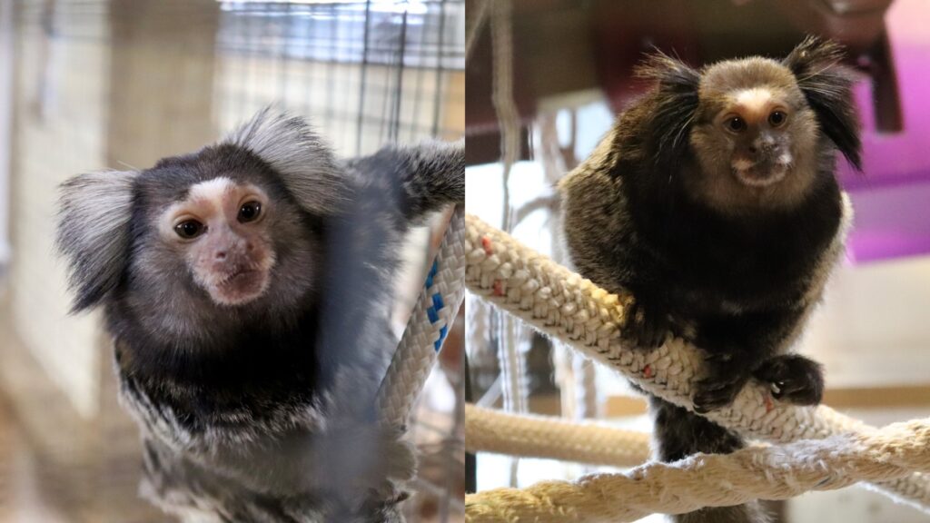 Two photos side-by-side of two rescued marmosets at a sanctuary