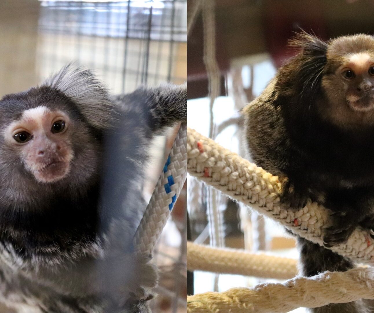 Two photos side-by-side of two rescued marmosets at a sanctuary