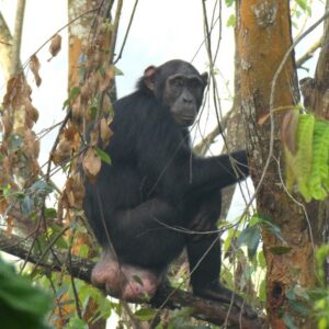 Photograph of a chimpanzee sitting on a tree branch surrounded by foliage and tree trunks. The chimpanzee is positioned sideways, holding onto a tree with one arm, with visible black fur and a natural forest environment.