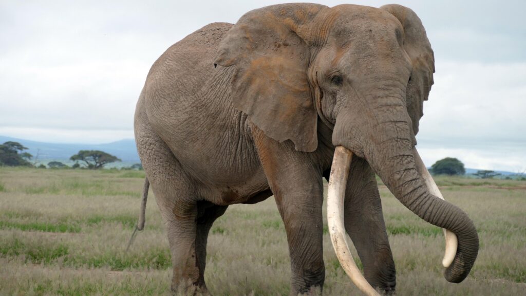 Photograph of an adult elephant standing in a grassy plain with a cloudy sky and distant trees in the background. The elephant has large, curved tusks and a textured, dusty skin, highlighting its size and natural habitat.