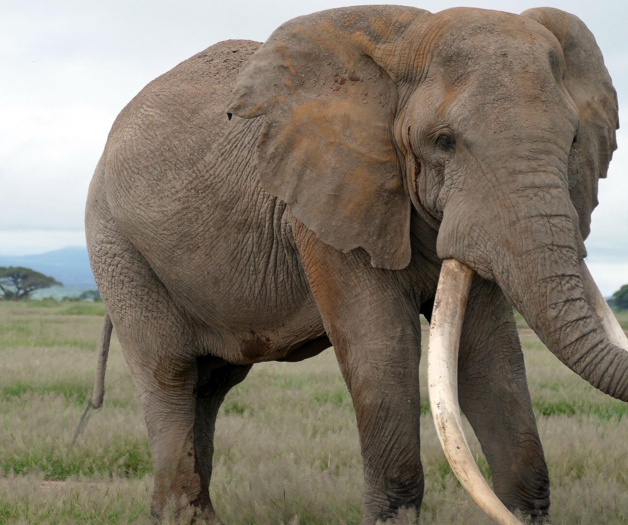 Photograph of an adult elephant standing in a grassy plain with a cloudy sky and distant trees in the background. The elephant has large, curved tusks and a textured, dusty skin, highlighting its size and natural habitat.