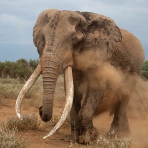 Photograph of a large elephant with long, curved tusks kicking up dust while walking through a dry, shrub-filled landscape under a cloudy sky. The elephant's textured skin and prominent tusks are key features, with dust clouds highlighting movement and natural habitat.