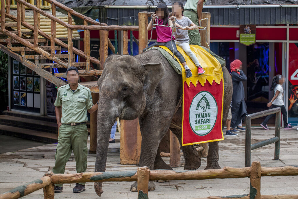 An elephant with two children riding it, with a Taman Safari blanket over the elephant