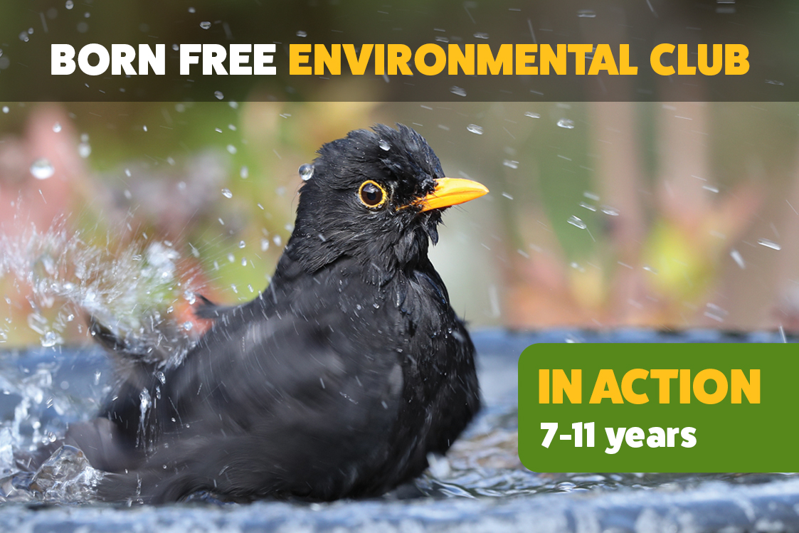 A photo of a blackbird with text overlaid: Born Free's Environmental Club In Action