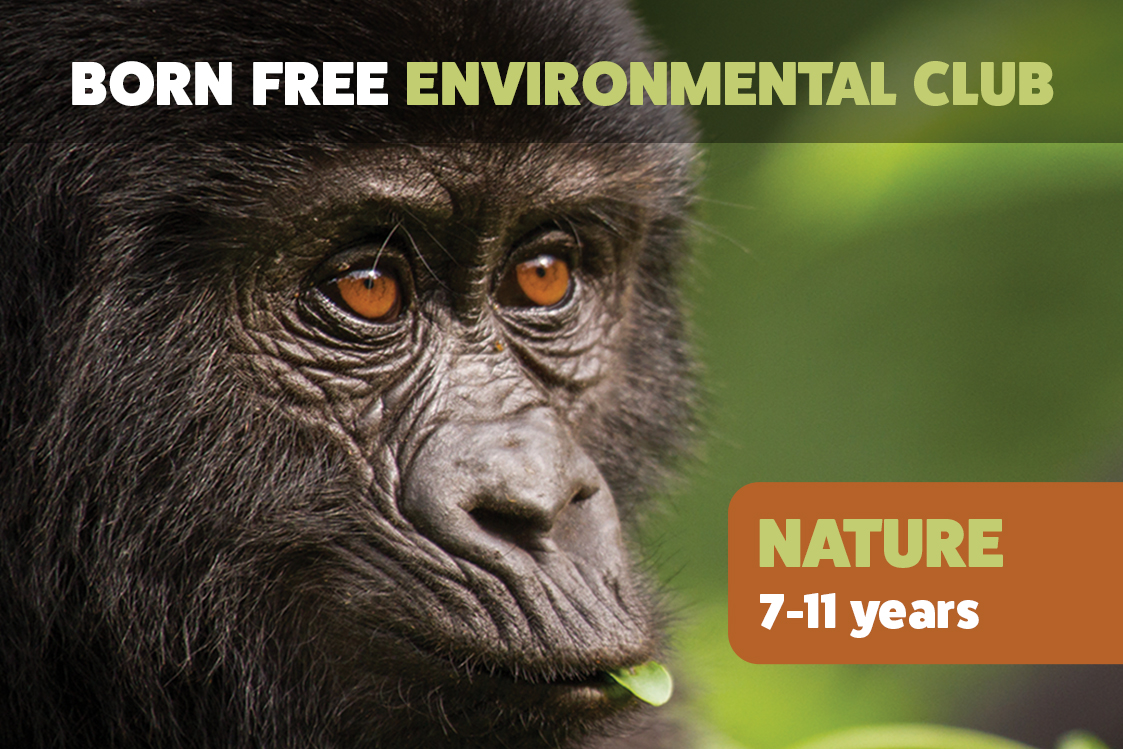 A photo of a gorilla with title text saying Born Free Environmental Club: Nature 7-11 year olds