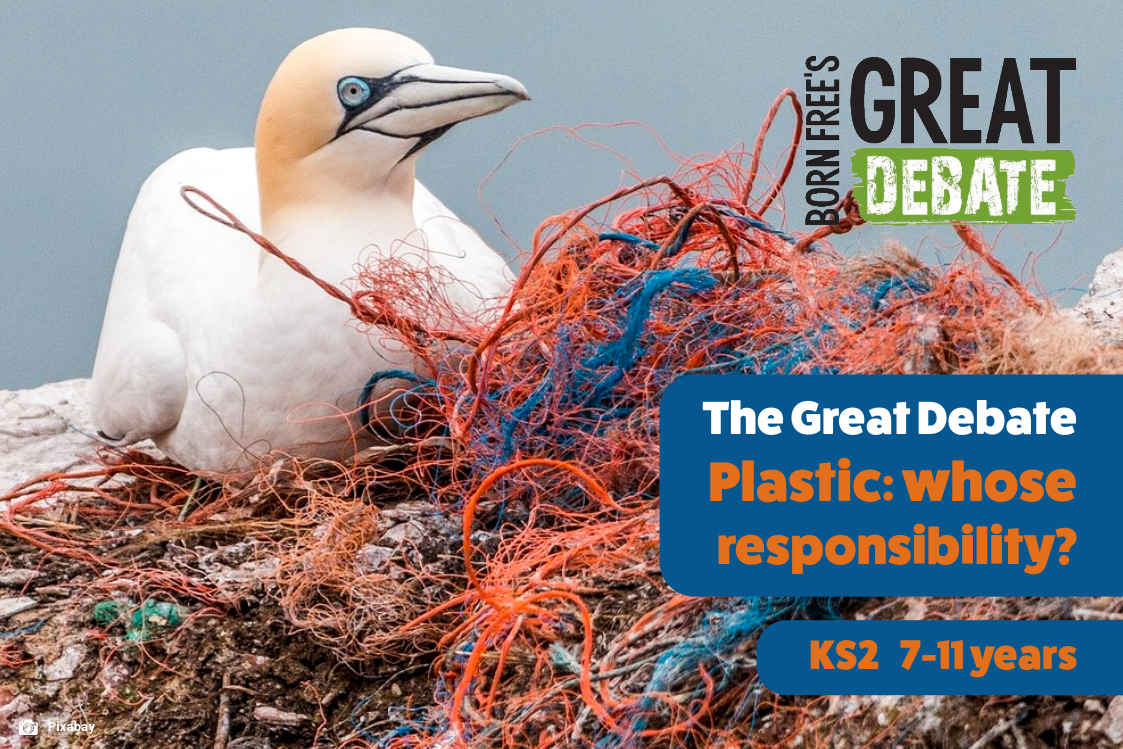 A slide featuring an image of a sea bird standing next to a pile of plastic waste. Text overlaid: The Great Debate: Plastics: Whose responsibility?