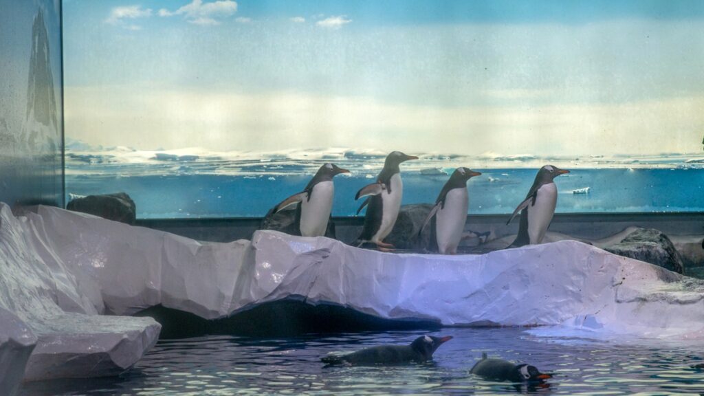 A group of gentoo penguins walking inside an indoor aquarium made to look lice a snowy landscape, with some swimming in a pool at the front