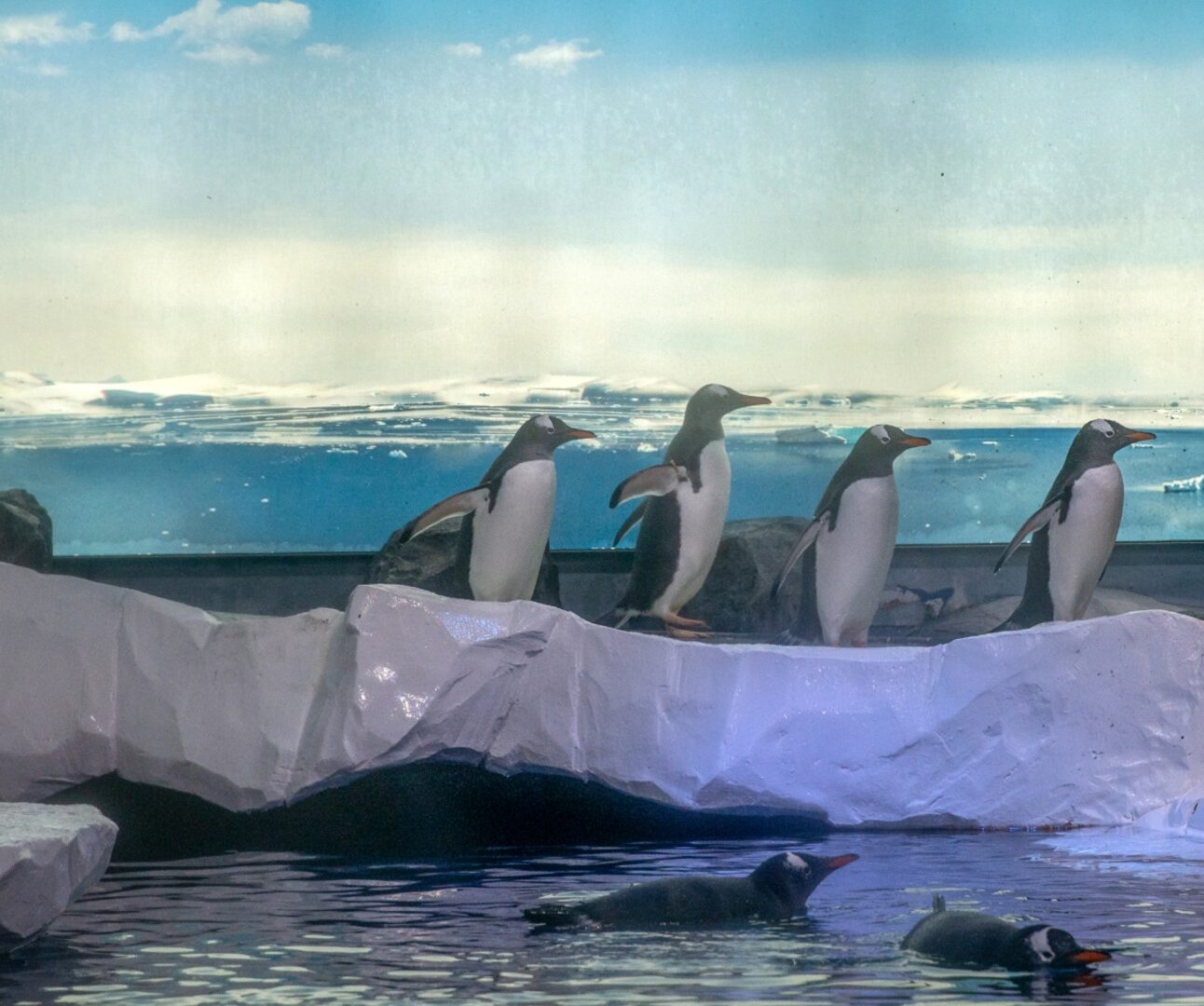 A group of gentoo penguins walking inside an indoor aquarium made to look lice a snowy landscape, with some swimming in a pool at the front
