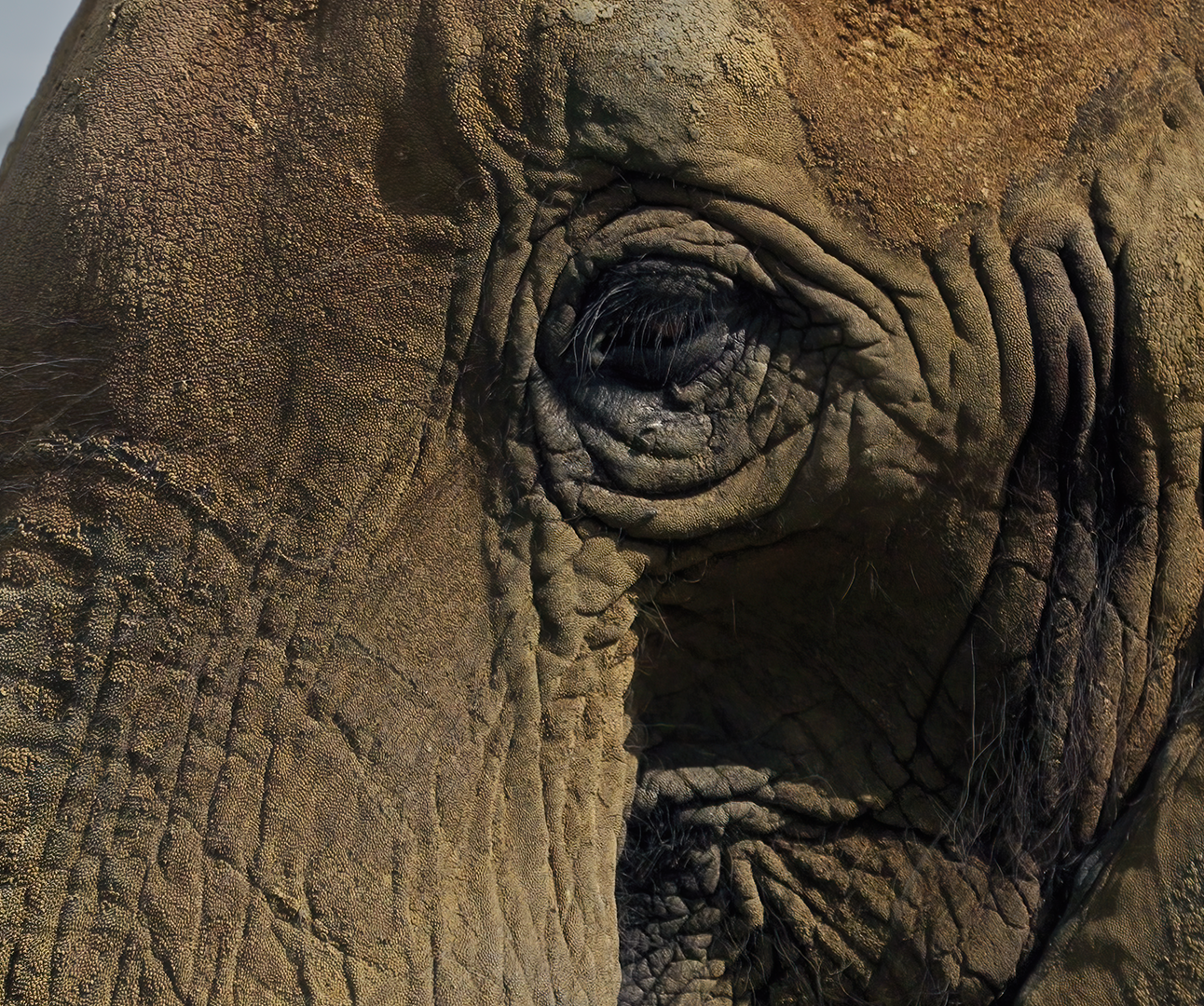 Close up of the eye of an elephant