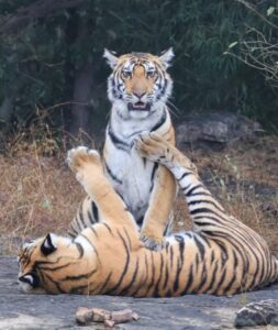 Two young tigers rolling and playing together