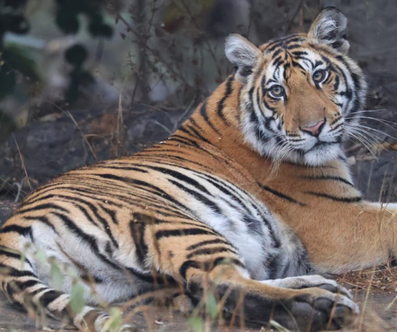An adolescent tiger lying contentedly in a shady spot surrounded by bushes