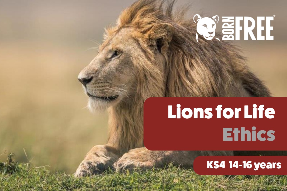 A photo of a lion with Born Free logo and title text saying Lions for Life Ethics