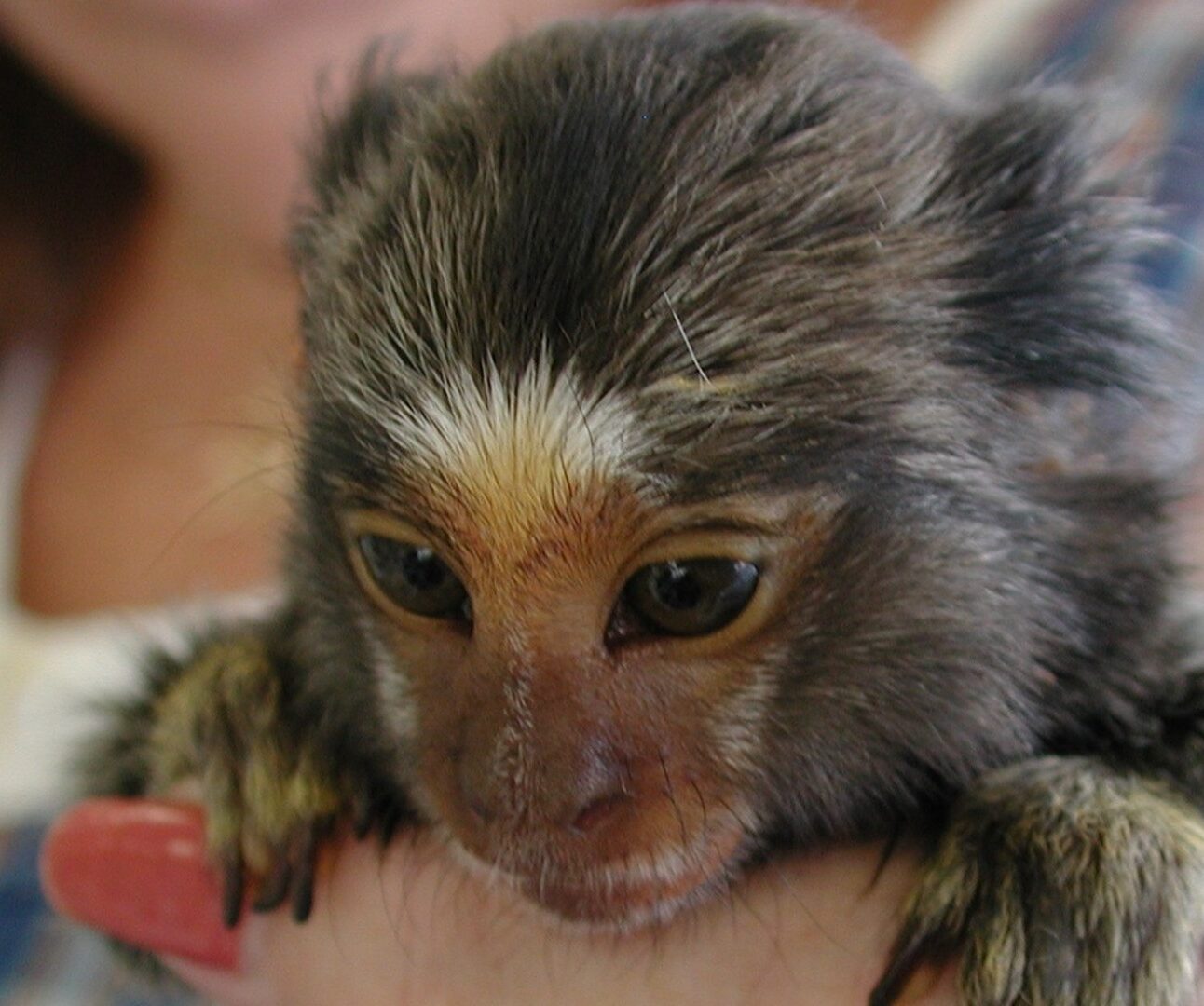 A lose up photo f a baby monkey being held by a person