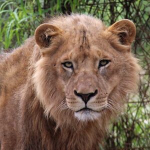 A young male lion with partially developed mane looking at the camera with green bushes in the background
