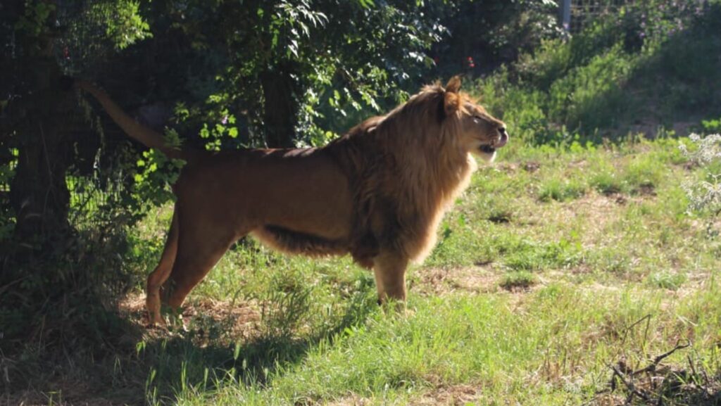 A beautiful male lion standing in profile in a lush green landscape.