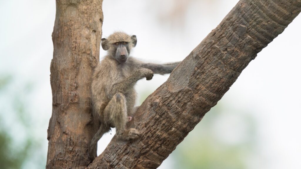 A baby baboon sitting on a tree branch