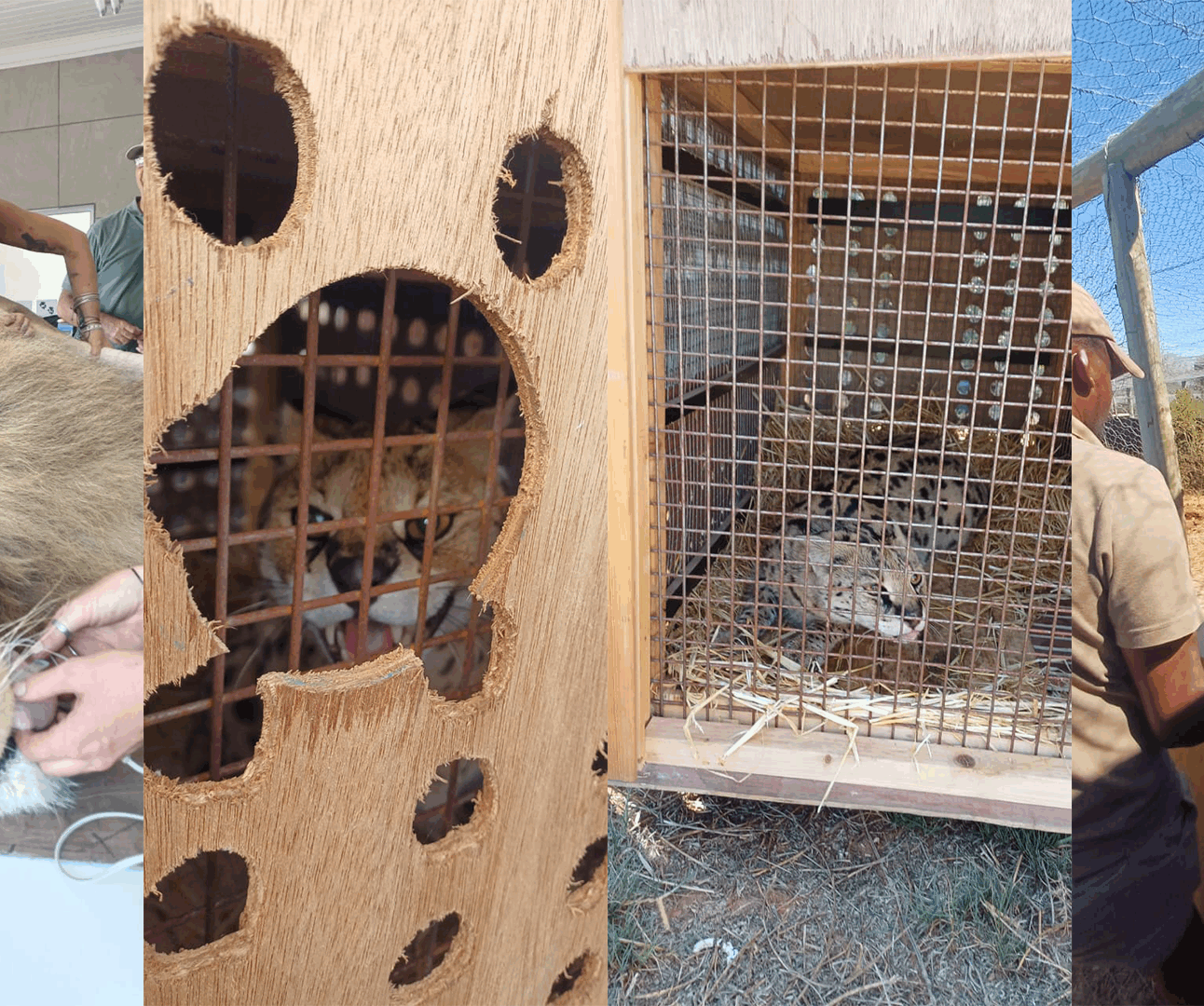 A montage of images showing a lion in blindfold lying on a table, two servals in travel crates, and a crate being opened into a sanctuary enclosure