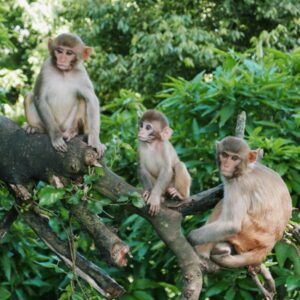 A group of monkeys sitting together on a tree branch