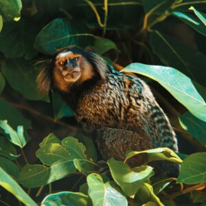 A Tamarin monkey sitting in a bush