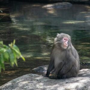 A monkey sitting next to a pool of water