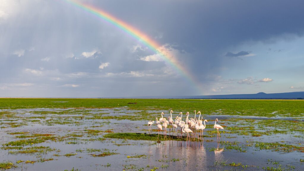 Photograph of a wetland scene featuring a group of flamingos standing in shallow water with green vegetation. A vibrant rainbow arcs across a partly cloudy sky, adding colour contrast to the natural landscape.