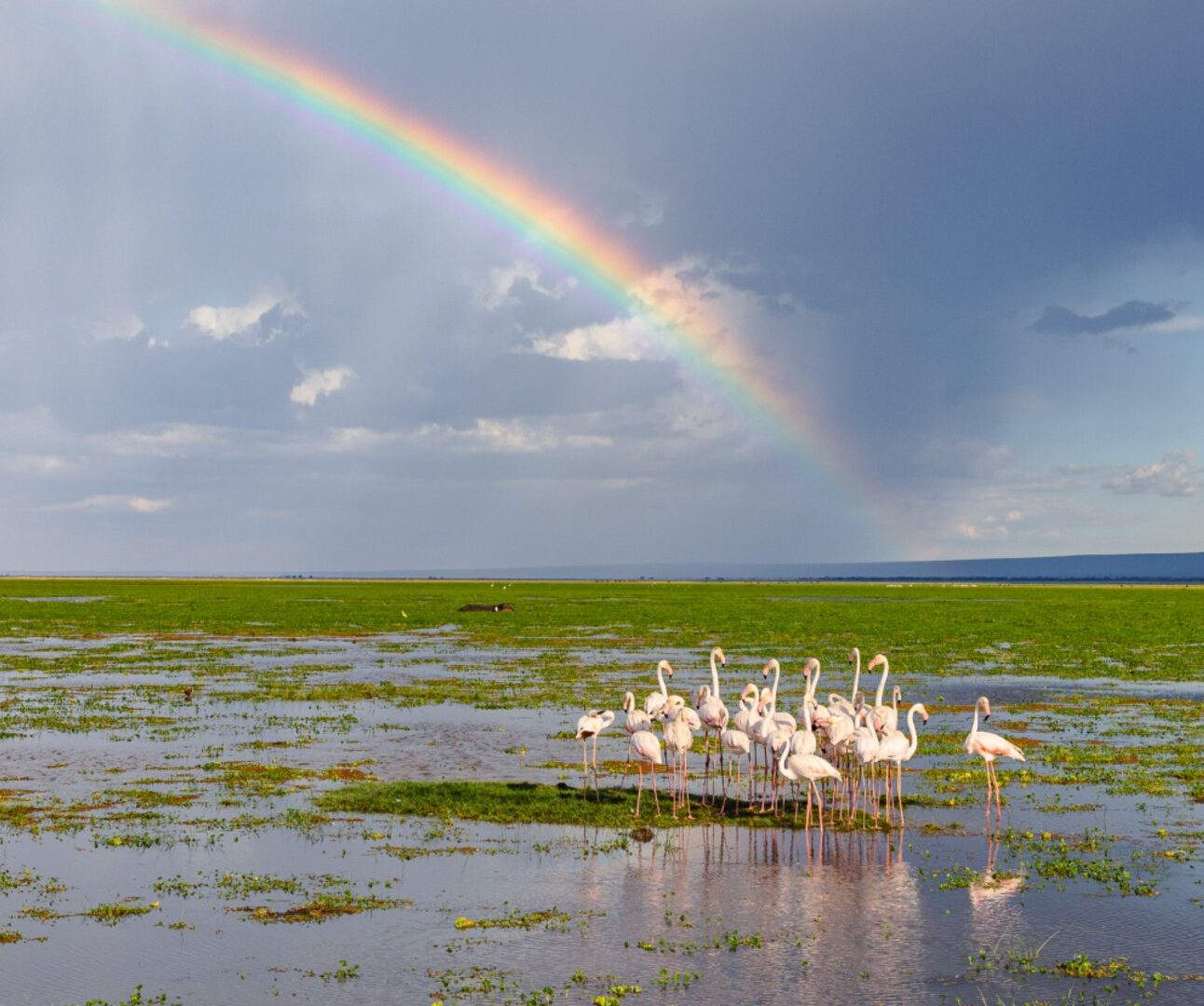 Photograph of a wetland scene featuring a group of flamingos standing in shallow water with green vegetation. A vibrant rainbow arcs across a partly cloudy sky, adding colour contrast to the natural landscape.