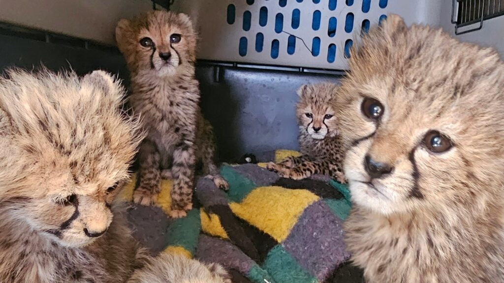 Photograph of four cheetah cubs inside an enclosure with a multicolored blanket. Cubs display fluffy fur and distinct facial markings, with one cub prominently close to the camera showing large, expressive eyes.