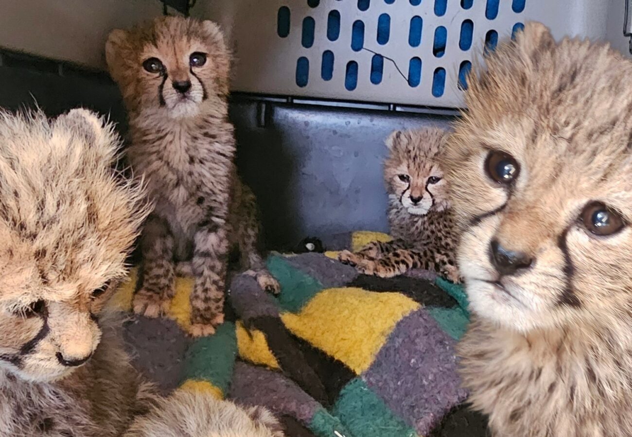 Photograph of four cheetah cubs inside an enclosure with a multicolored blanket. Cubs display fluffy fur and distinct facial markings, with one cub prominently close to the camera showing large, expressive eyes.