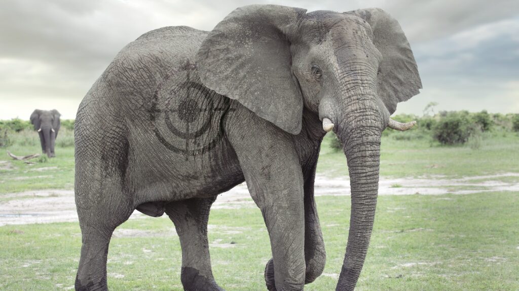 Photograph of an elephant standing on grassy terrain under a cloudy sky, with a faded target symbol superimposed on its side. Another elephant is visible in the background, highlighting a natural wildlife setting.