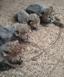 Photograph of four young cheetah cubs lying on a tiled floor, each with a rope loosely tied around their necks. The cubs have fluffy fur and distinct dark tear markings on their faces, showing a calm and resting posture.