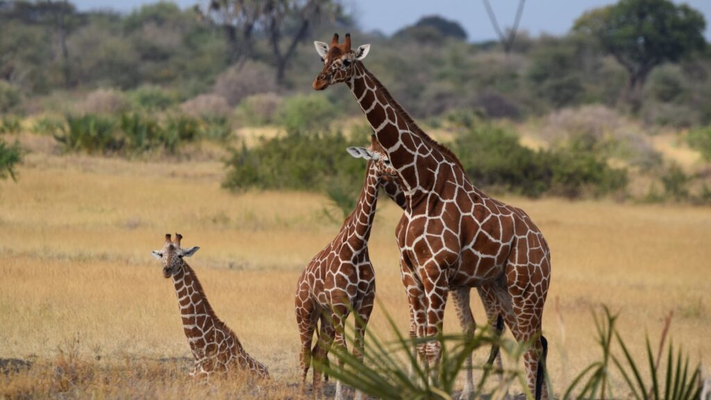Photograph of three giraffes in a grassy savanna with scattered bushes and trees in the background. One giraffe stands tall while two others are positioned lower, showcasing their distinctive brown and white patterned coats.