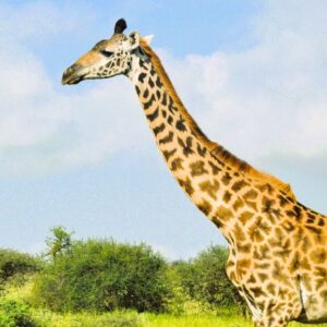 Photograph of a giraffe standing in a grassy landscape with scattered bushes under a partly cloudy sky. The giraffe's long neck and distinctive spotted pattern are prominently visible, highlighting its natural habitat and physical features.