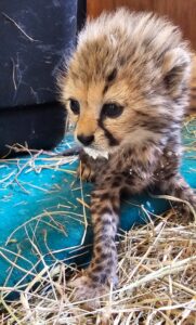 Photograph of a young cheetah cub sitting on blue flooring surrounded by straw and hay. The cub has a fluffy coat with distinct dark spots and tear markings on its face, with some white milk residue around its mouth.
