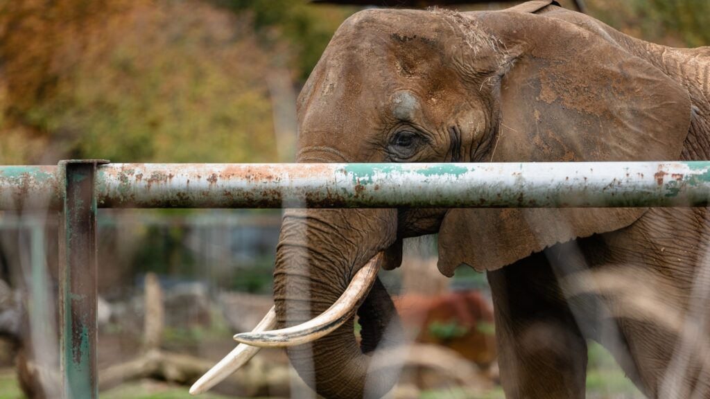 Photograph of an elephant standing behind a rusty metal fence with a blurred background. The elephant's large tusks and textured skin are prominently visible, highlighting its size and strength.