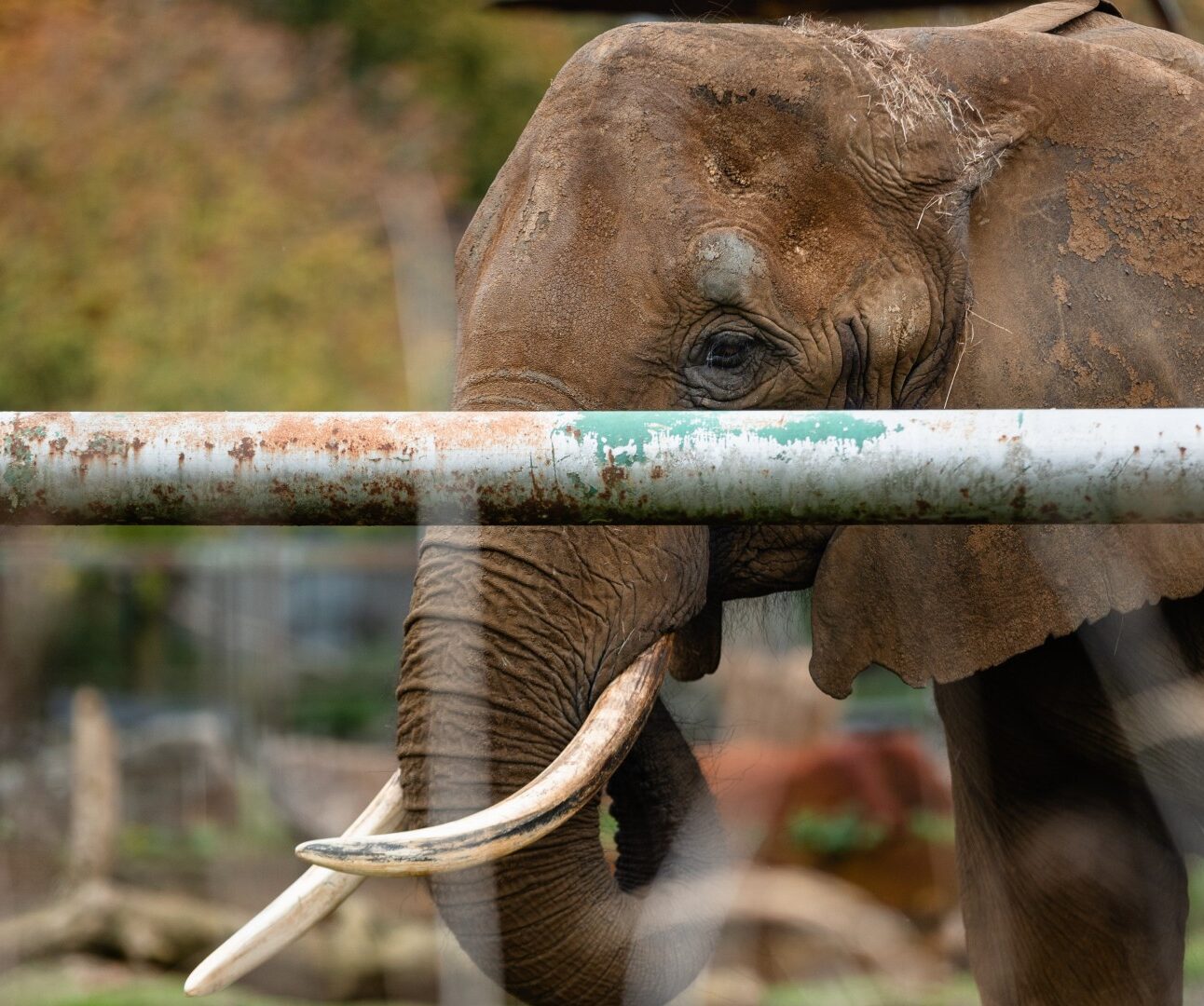 Photograph of an elephant standing behind a rusty metal fence with a blurred background. The elephant's large tusks and textured skin are prominently visible, highlighting its size and strength.